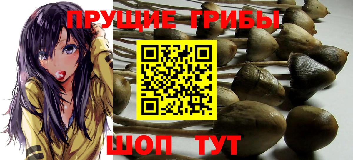 Галлюциногенные грибы Psilocybine cubensis Бирск